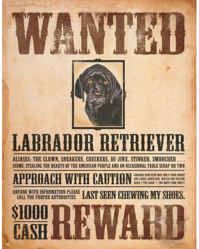 Plechová ceduľa Black Lab - Wanted Poster 32 cm x 40 cm