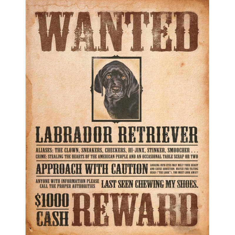 Plechová ceduľa Black Lab - Wanted Poster 32 cm x 40 cm